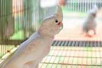 Te koop Gevraagd!!!! Goffini kakatoes, Dieren en Toebehoren, Meerdere dieren, Papegaai, Geringd