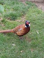 bosfazanten, Dieren en Toebehoren, Mannelijk, Overige soorten