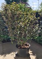 2x Elaeagnus ebbingei / Olijfwilg / Zilverbes 190cm pot 60cm, Ophalen, Overige soorten, Struik, 100 tot 250 cm