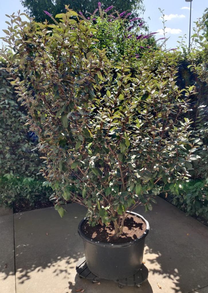 2x Elaeagnus ebbingei / Olijfwilg / Zilverbes 190cm pot 60cm, Tuin en Terras, Planten | Struiken en Hagen, Struik, Overige soorten