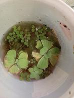 Mix drijfplanten Aquarium, Dieren en Toebehoren, Ophalen, Nieuw, Plant(en), Steen of Hout