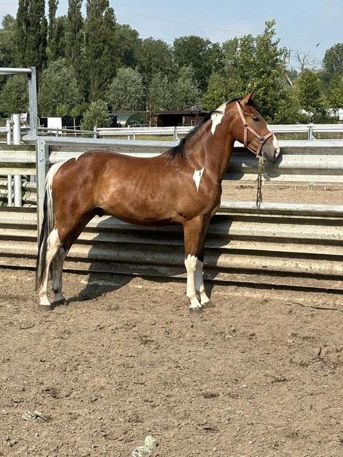 2 jarige ruin, Animaux & Accessoires, Chevaux, Hongre, Ne s'applique pas, 0 à 2 ans, Avec puce électronique, Vermifugé, Vacciné