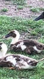 Knappe Indische loopeendjes!, Dieren en Toebehoren, Pluimvee, Geslacht onbekend, Eend