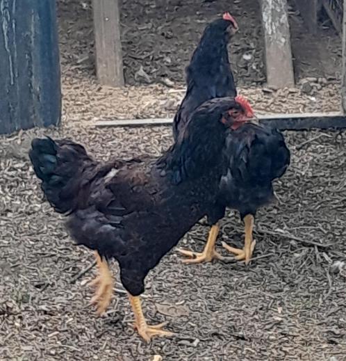 Barnevelder hanen, Dieren en Toebehoren, Pluimvee, Kip, Mannelijk