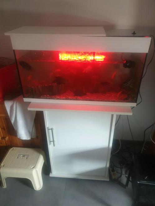 Te koop wegens verhuizing !!, Dieren en Toebehoren, Vissen | Aquaria en Toebehoren, Gebruikt, Leeg aquarium, Ophalen