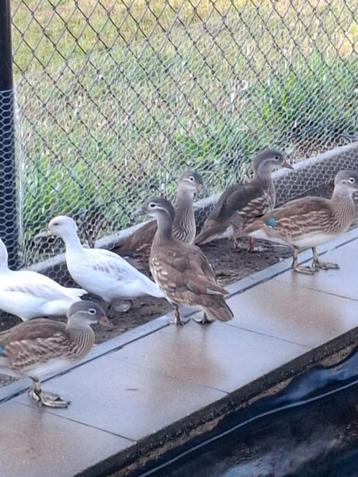 Mandarijn wildkleur/ siereend, Plusieurs animaux, Canard