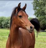 Arabische 2-jarige hengst, Dieren en Toebehoren, Minder dan 160 cm, Gechipt, 0 tot 2 jaar, Recreatiepaard