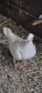 5 jonge en 1 koppel ongeringde postduiven voor 60 euro samen, Dieren en Toebehoren, Vogels | Duiven