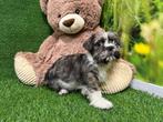 Chiots Mal-Shi - Maltais x Shih Tzu, Animaux & Accessoires, Plusieurs, Belgique, 8 à 15 semaines, Petit