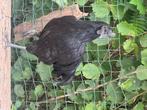 Ayam cemani  ( voodoo kip), Dieren en Toebehoren, Pluimvee, Meerdere dieren, Kip