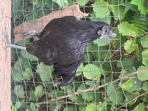 Ayam cemani  ( voodoo kip), Dieren en Toebehoren, Pluimvee, Kip, Meerdere dieren