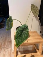 Alocasia Dragon scale, Huis en Inrichting, Ophalen