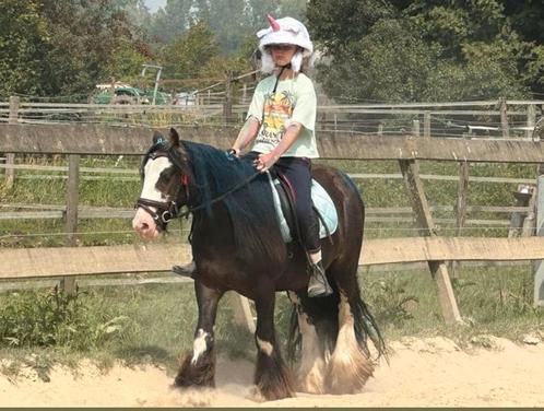 Geweldige Mini Tinker Ruin!, Dieren en Toebehoren, Pony's, Ruin, B, C pony (1.27m tot 1.37m), Recreatiepony, 3 tot 6 jaar, Gechipt