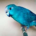Blauwe Kakarikis, Dieren en Toebehoren, Vogels | Parkieten en Papegaaien, Meerdere dieren, Parkiet, Tam