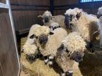 Walliser Schwarznase lammetjes, Dieren en Toebehoren, Schapen, Geiten en Varkens, Vrouwelijk, Schaap, 0 tot 2 jaar