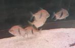 Geef 6 Myleus Schomburgkii 12/15 cm, Dieren en Toebehoren, Vis, Zoetwatervis