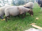 Schapen, Dieren en Toebehoren, Meerdere dieren, Schaap, 0 tot 2 jaar