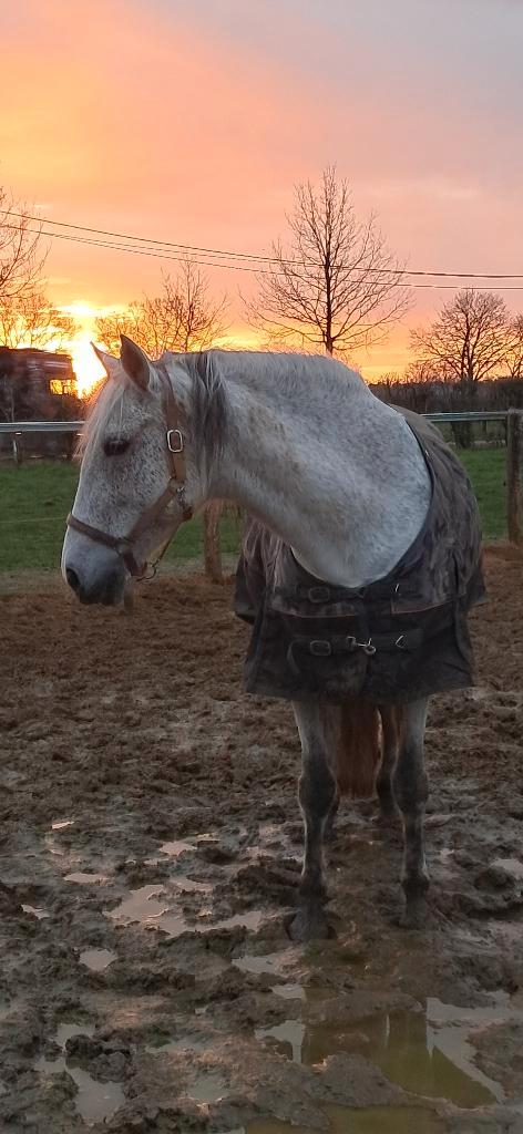 Halve stal, Animaux & Accessoires, Chevaux, Jument, 160 à 165 cm, 7 à 10 ans, Cheval de récréation, Avec puce électronique, Vermifugé