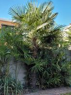 Wondermooie Trachycarpus Fortunei palmboom hoogte +/- 350 cm, Ophalen, Palmboom