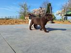 labrador pups, Dieren en Toebehoren, België, Fokker | Hobbymatig, 8 tot 15 weken, Labrador retriever
