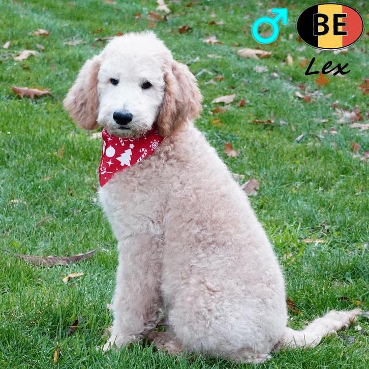 Lex & Arthur Koningspoedel - reuen te koop (abrikoos), Dieren en Toebehoren, Honden | Chihuahua's en Gezelschapshonden, Reu, Poedel