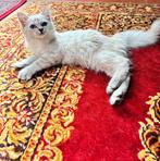 Ragdoll kitten, Kater, Gechipt, 0 tot 2 jaar