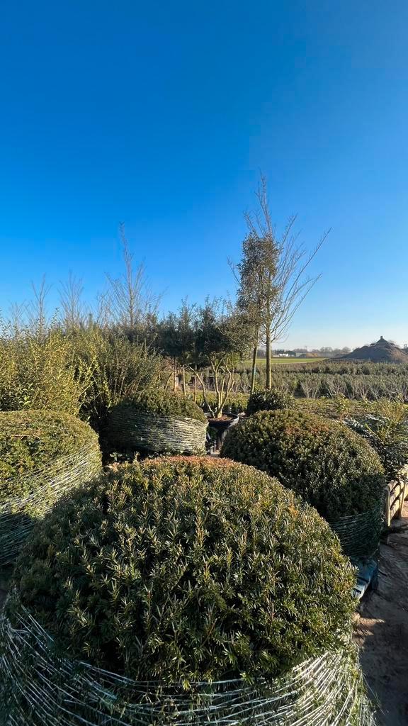 Taxus baccata bolvormen in verschillende maten leverbaar, Tuin en Terras, Planten | Struiken en Hagen, Taxus, Ophalen of Verzenden
