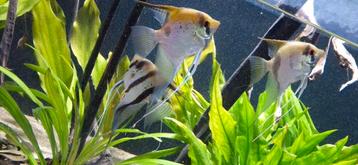 Rio itaya maanvis scalaire  beschikbaar voor biedingen