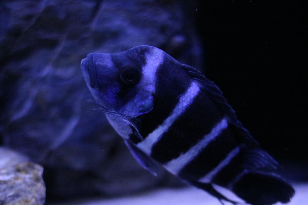Wildvang Frontosa Blue Zaire Moba Gibberosa, Dieren en Toebehoren, Vissen | Aquariumvissen