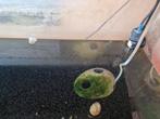 Aquarium L60cm X l30cm X h40cm, Ophalen