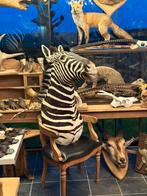 Kop van zebra opgezet taxidermie, Antiquités & Art, Enlèvement ou Envoi