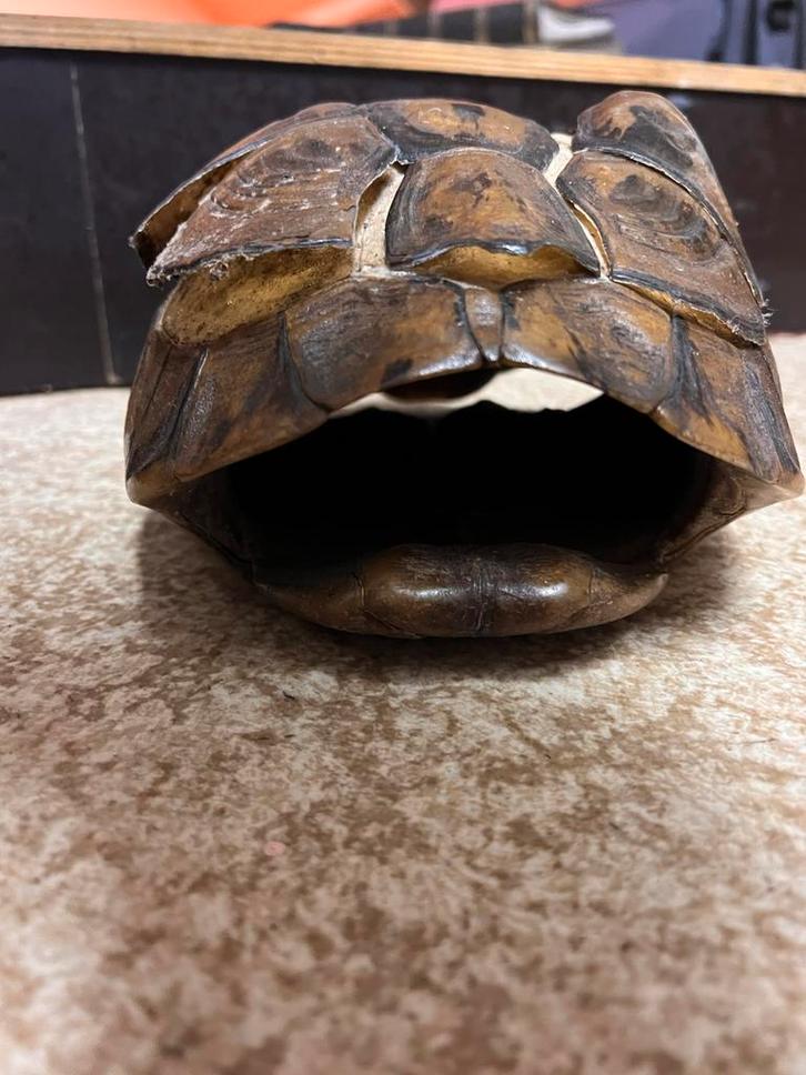 Bouclier d'un chemin de tortues, Collections, Collections Animaux, Crâne, Reptile ou Amphibien, Enlèvement ou Envoi