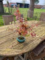 Bonsai acer deshojo, Tuin en Terras, Ophalen