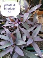 Plante d interieur, Jardin & Terrasse, Enlèvement