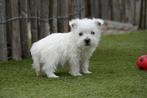Westie pups met stamboom (West highland white terriër), België, Overige rassen, CDV (hondenziekte), 8 tot 15 weken