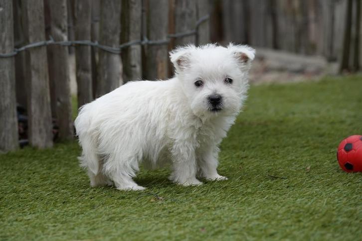 Westie pups met stamboom (West highland white terriër), Dieren en Toebehoren, Honden | Jack Russells en Terriërs, Meerdere dieren