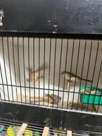 Vogels gevraagd, Meerdere dieren