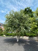 Meerstammige witte berkenbomen, Tuin en Terras, Ophalen