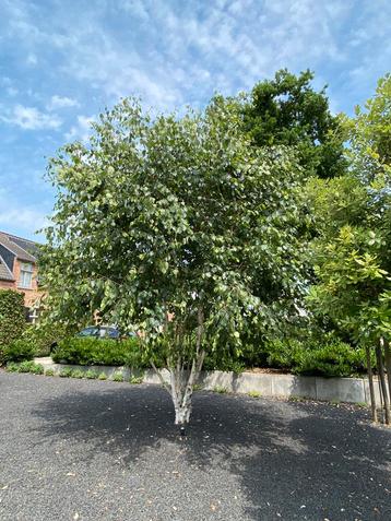Meerstammige witte berkenbomen beschikbaar voor biedingen