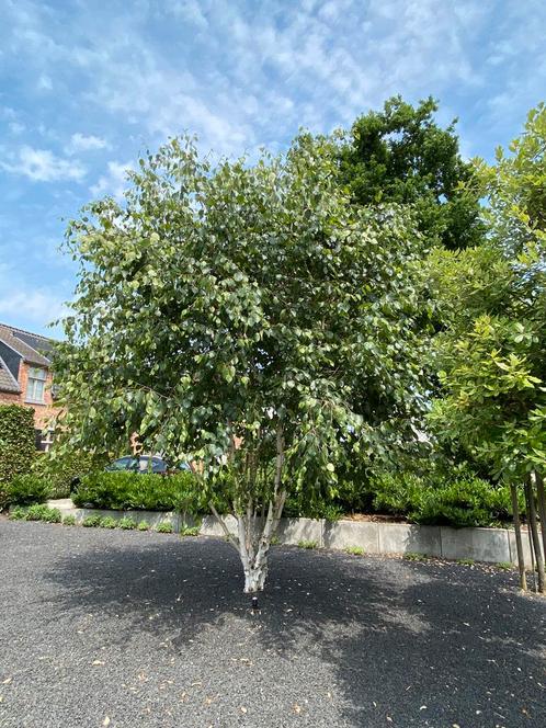 Meerstammige witte berkenbomen, Tuin en Terras, Planten | Bomen, Ophalen
