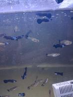 Ras zuivere guppen, Dieren en Toebehoren