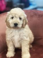 Bij ons Geboren Cockapoo pups te koop, Dieren en Toebehoren, België, CDV (hondenziekte), 8 tot 15 weken, Meerdere