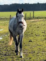 Top allround paard te koop, Dieren en Toebehoren, Paarden, Gechipt, Ruin, Zadelmak, 3 tot 6 jaar