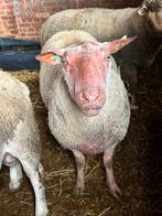 Rouge de l’ouest dekrammen, Dieren en Toebehoren, Schapen, Geiten en Varkens, Mannelijk, Schaap