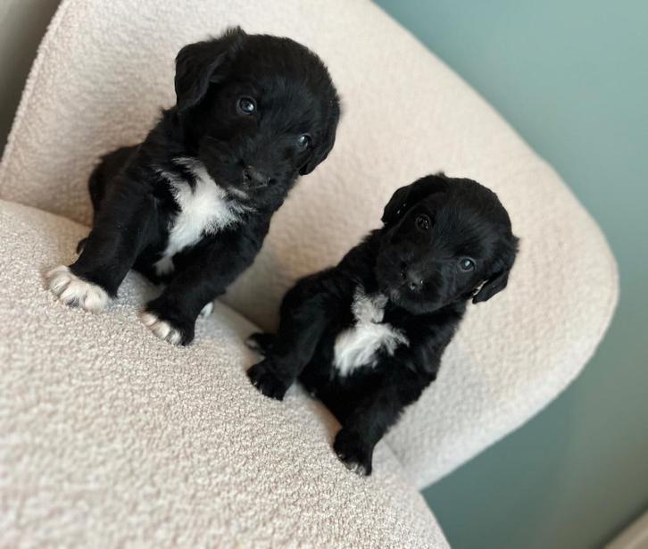 Knappe labradoodle pups (Labrador x Poedel), Dieren en Toebehoren, Honden | Chihuahua's en Gezelschapshonden, Meerdere dieren