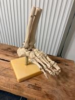 Skelet voet, Ophalen of Verzenden, Gebruikt