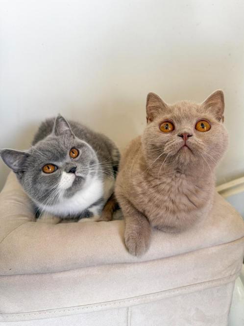 Britse korthaar kittens met stamboom, mogen al verhuizen, Dieren en Toebehoren, Katten en Kittens | Raskatten | Korthaar, Meerdere dieren