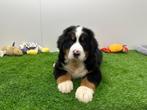 Berner Sennen pups, België, CDV (hondenziekte), Meerdere, Meerdere dieren