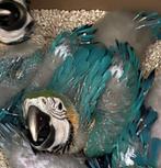 Blauwgele ara tam, Dieren en Toebehoren, Vogels | Parkieten en Papegaaien, Geslacht onbekend, Papegaai, Pratend