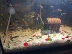 Guppy., Dieren en Toebehoren
